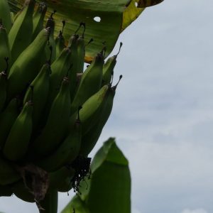 Bananes Plantain